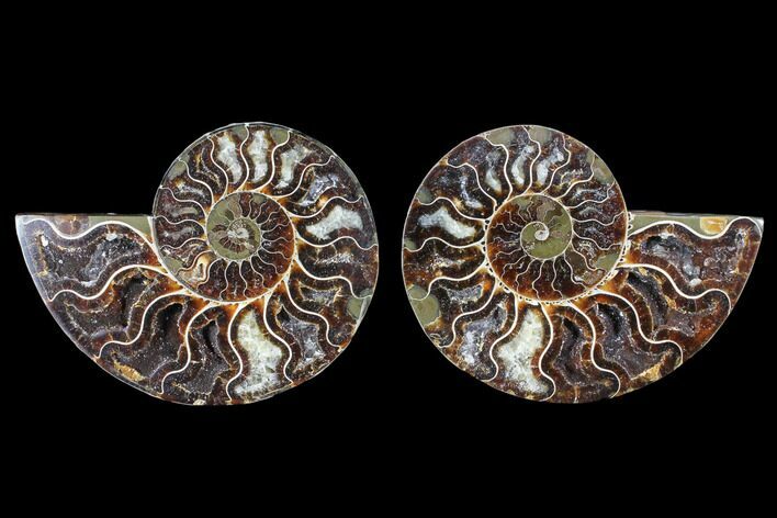 Cut & Polished Ammonite Fossil - Crystal Chambers #103074